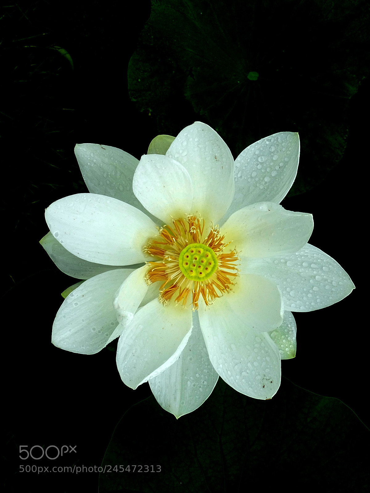 Sony Cyber-shot DSC-HX400V sample photo. White lotus photography