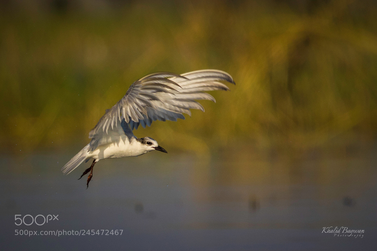Canon EOS 7D Mark II sample photo. Whiskered tern photography