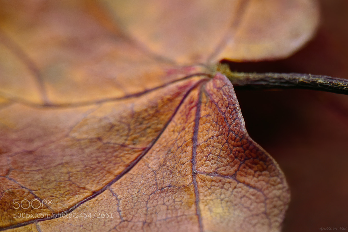 Panasonic Lumix DMC-FZ1000 sample photo. Autumn leaf photography