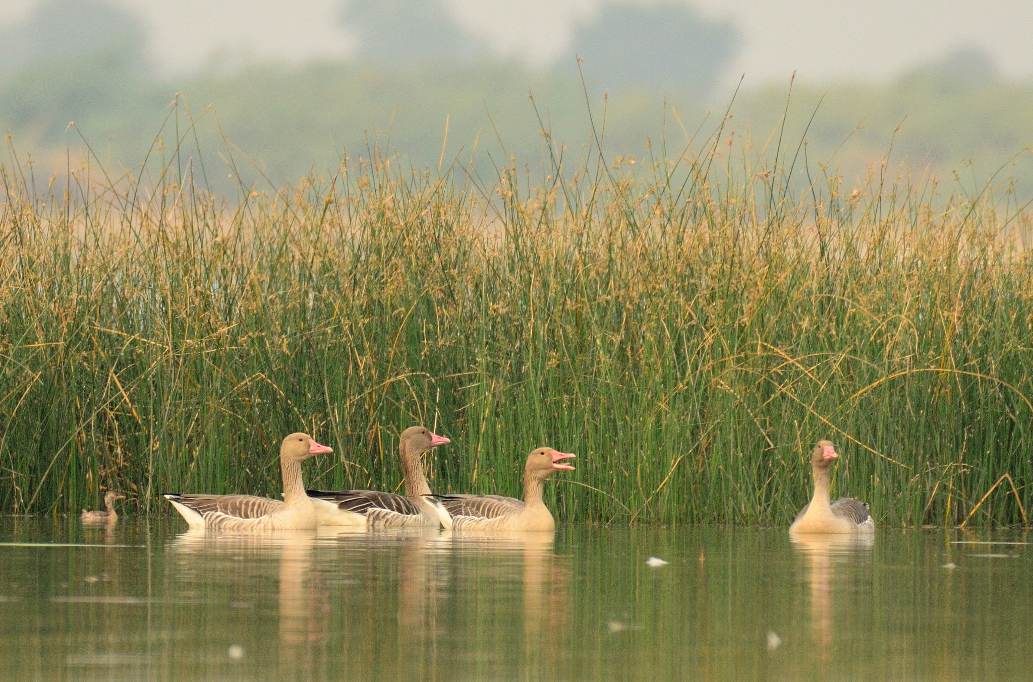 Nikon AF-S Nikkor 200-500mm F5.6E ED VR sample photo. Greylag goose photography