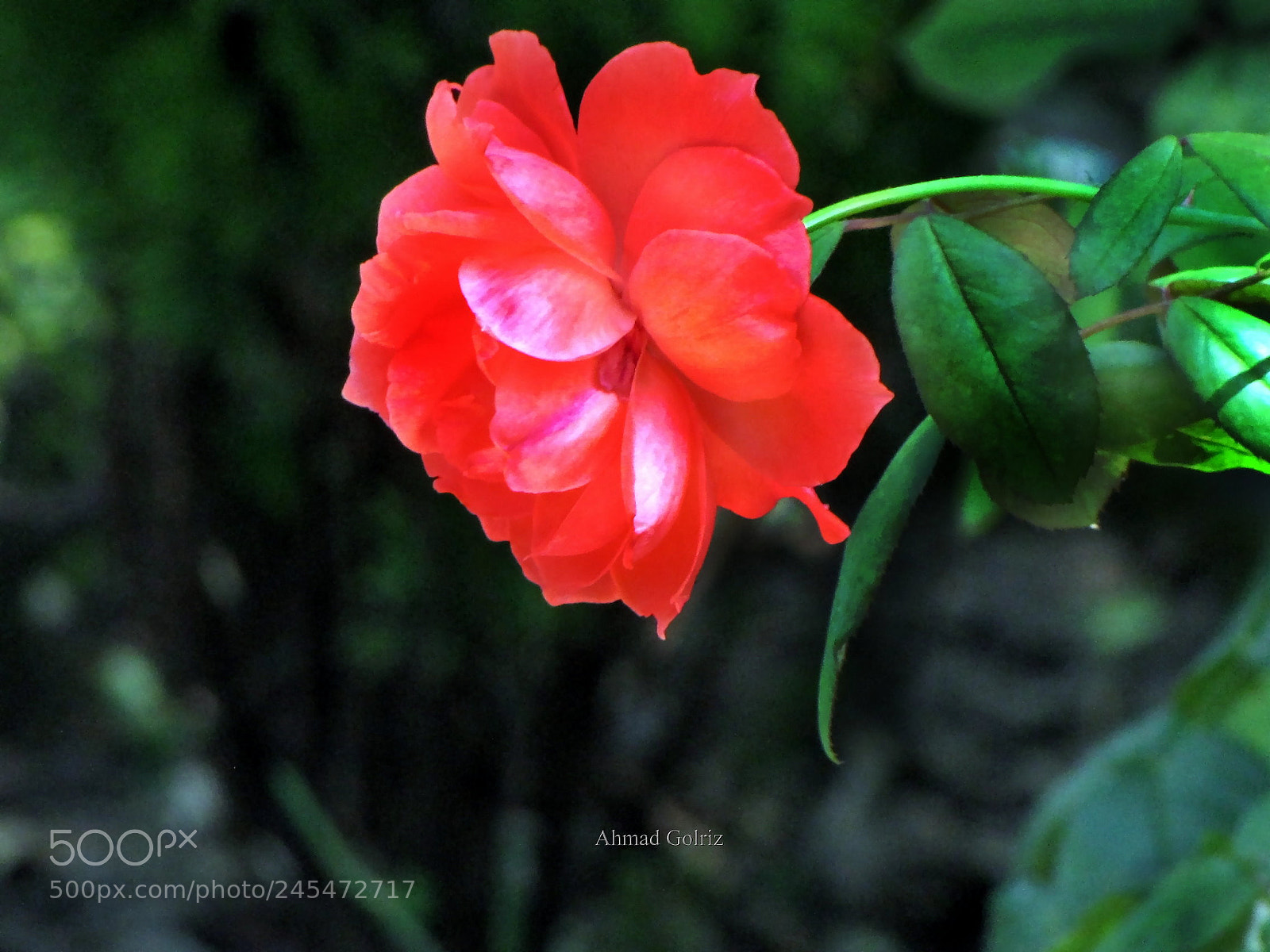 Canon PowerShot SX10 IS sample photo. Rooz photography
