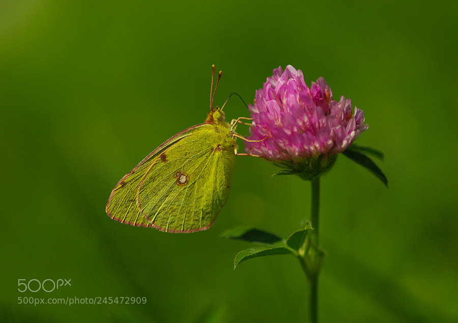 Pentax K20D sample photo. K photography