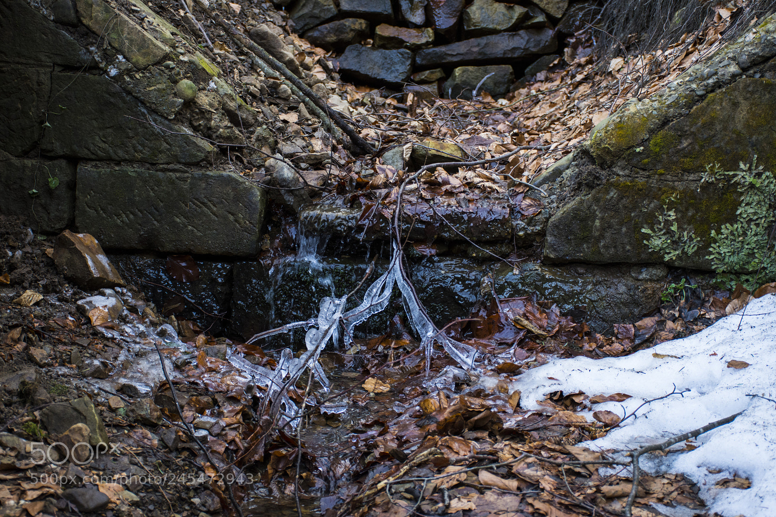 Nikon D7200 sample photo. Tree branch icicle photography