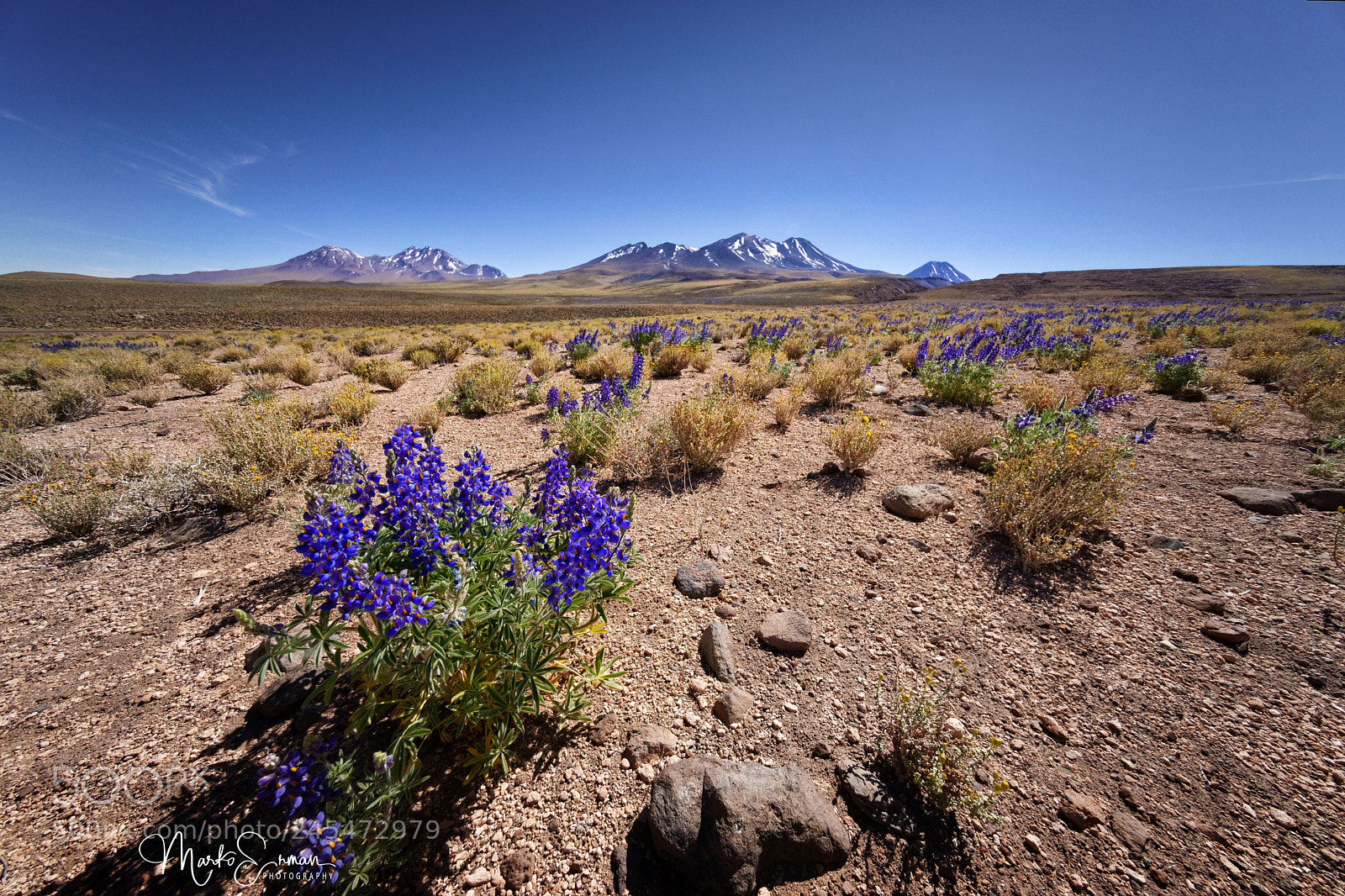 Sony a7 sample photo. Field of lupines in photography