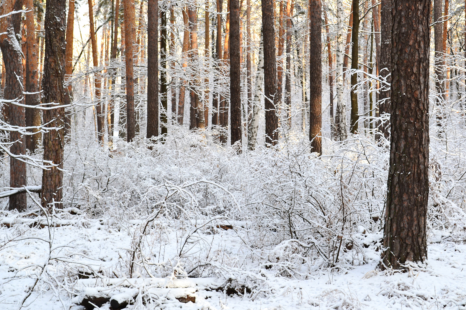 Nikon D3100 sample photo. Autumn morning in winter photography