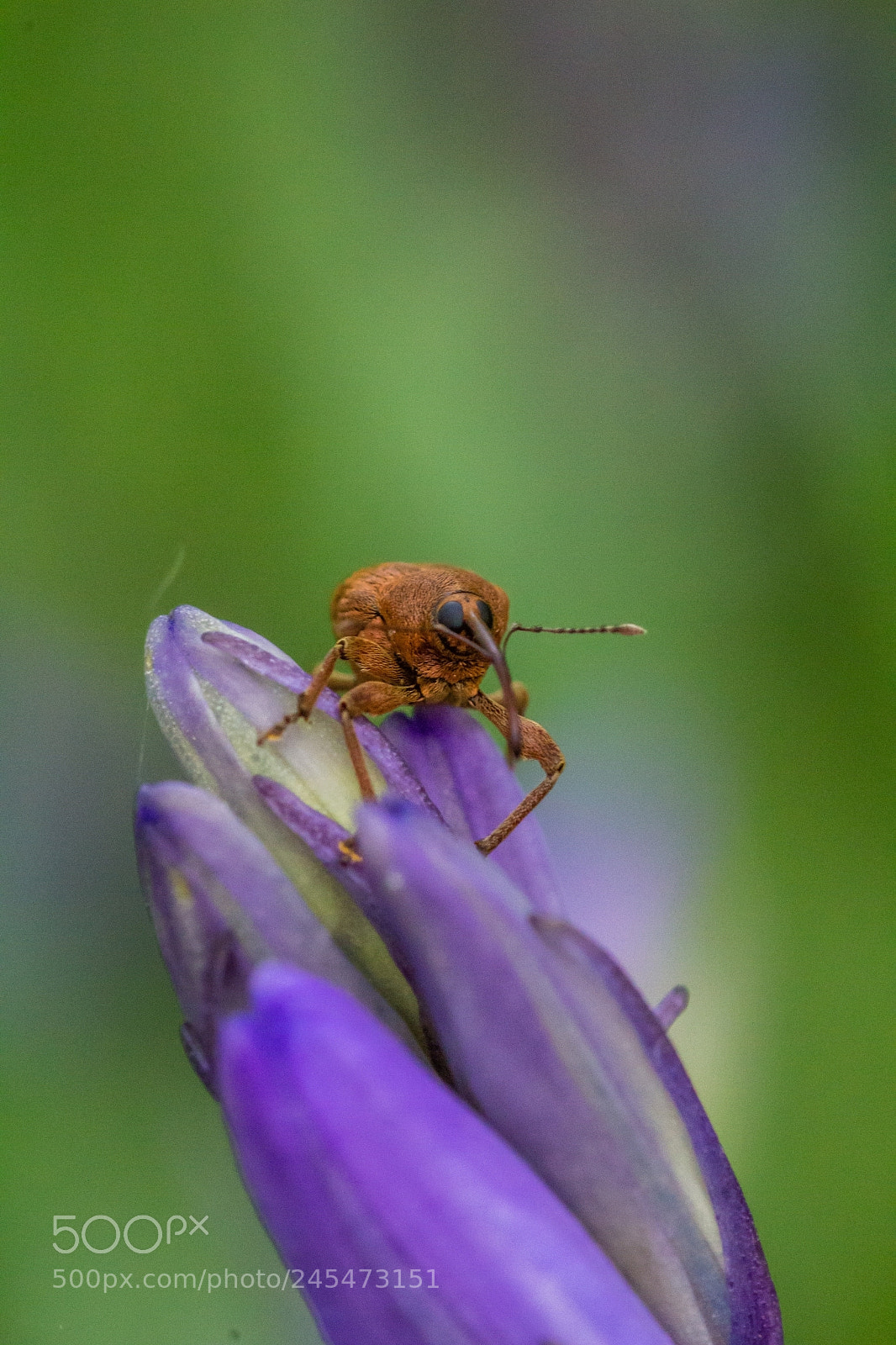 Canon EOS 100D (EOS Rebel SL1 / EOS Kiss X7) sample photo. Bugs world photography