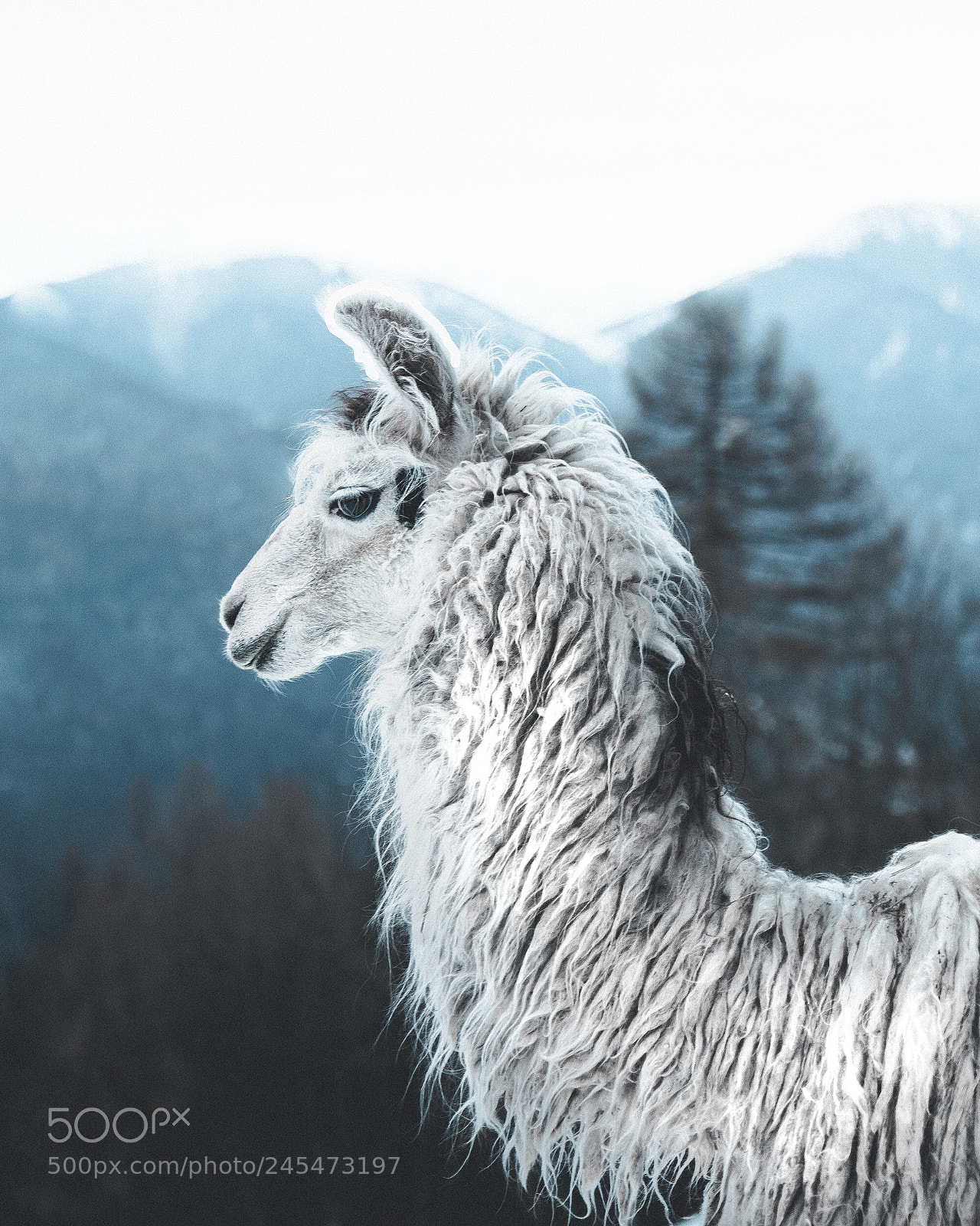 Sony a7R II sample photo. Untitled photography