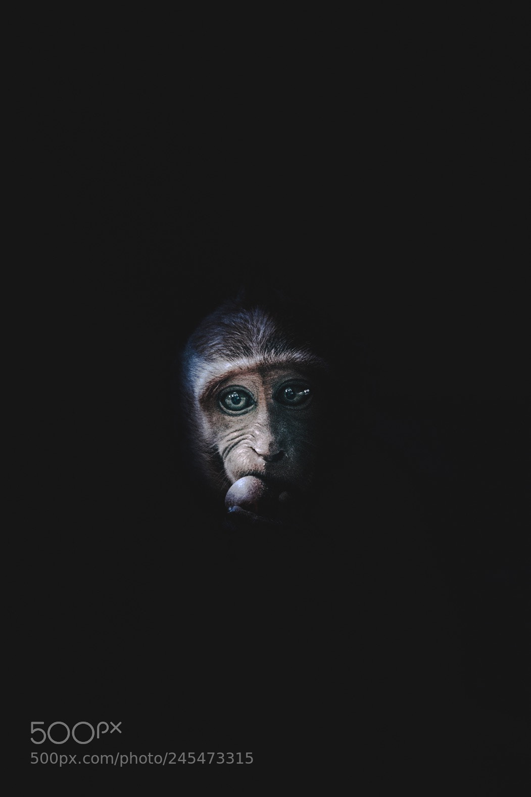 Fujifilm X-T2 sample photo. Bali monkey photography