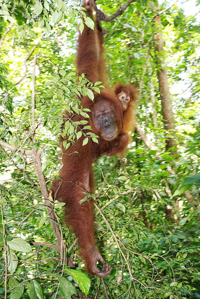 Canon EOS 20D sample photo. Bukit lawang, sumatra - 2012 photography