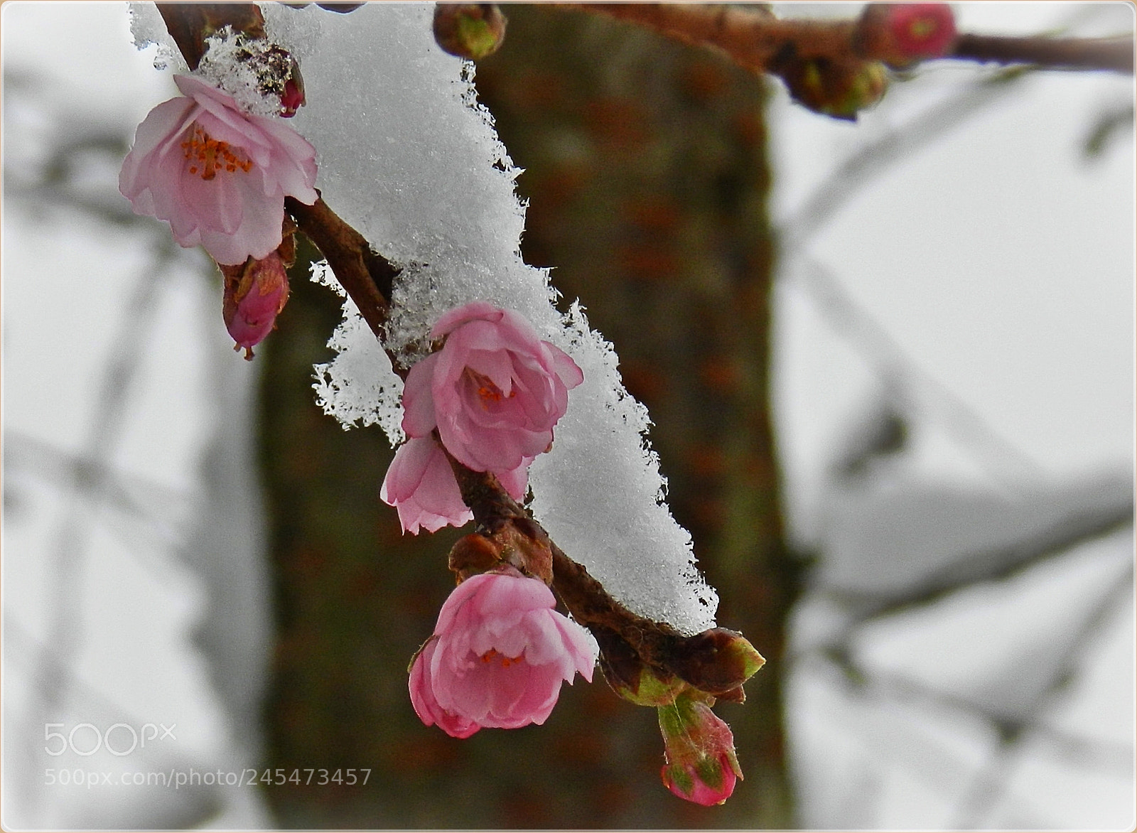 Nikon Coolpix P500 sample photo. Freezing cherry blossoms photography