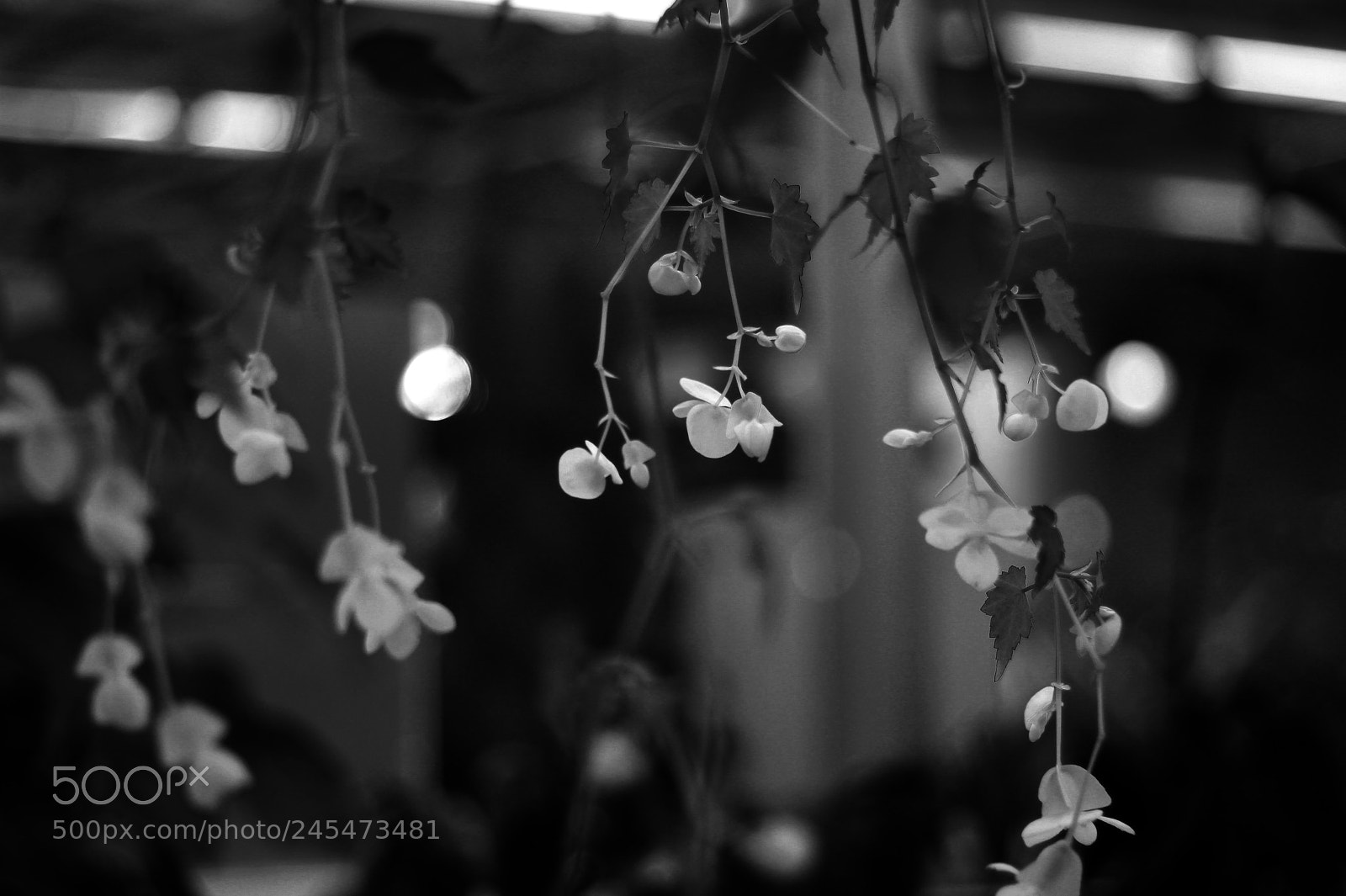 Canon EOS 100D (EOS Rebel SL1 / EOS Kiss X7) sample photo. Monochrome photography