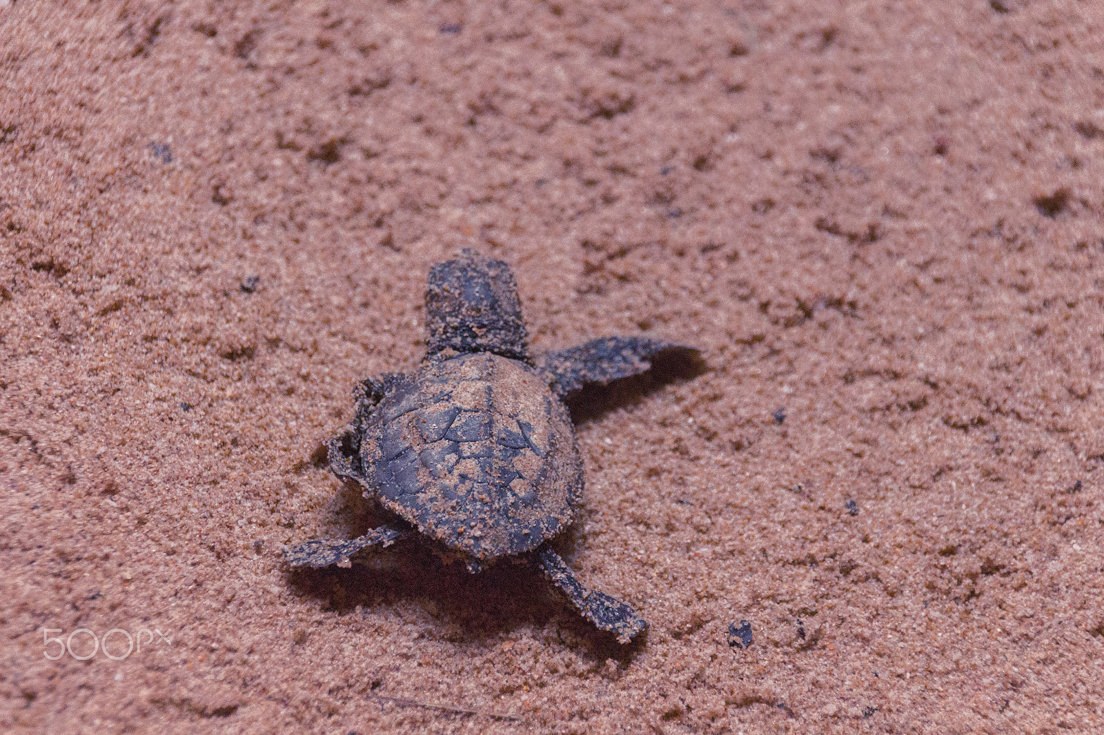 Canon EOS 650D (EOS Rebel T4i / EOS Kiss X6i) sample photo. Turtle photography