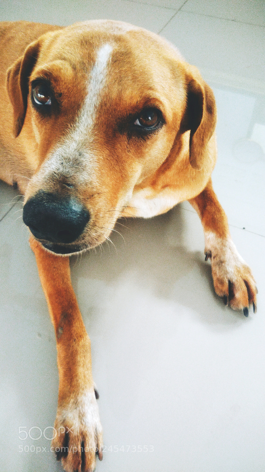 ASUS ZenFone 3 Max (ZC553KL) sample photo. Faithful pet dog photography