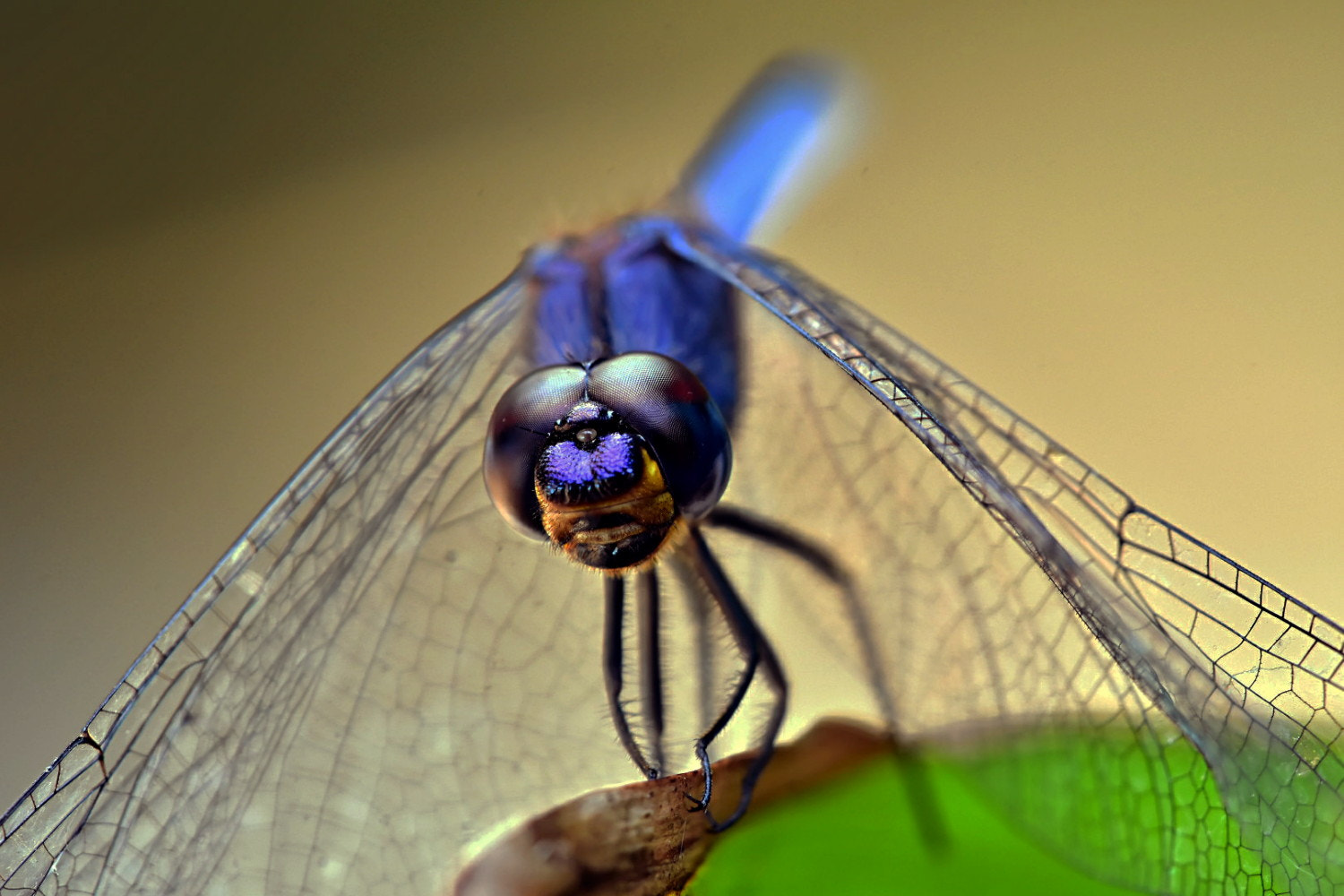 Sigma 150mm F2.8 EX DG Macro HSM sample photo. Up close photography