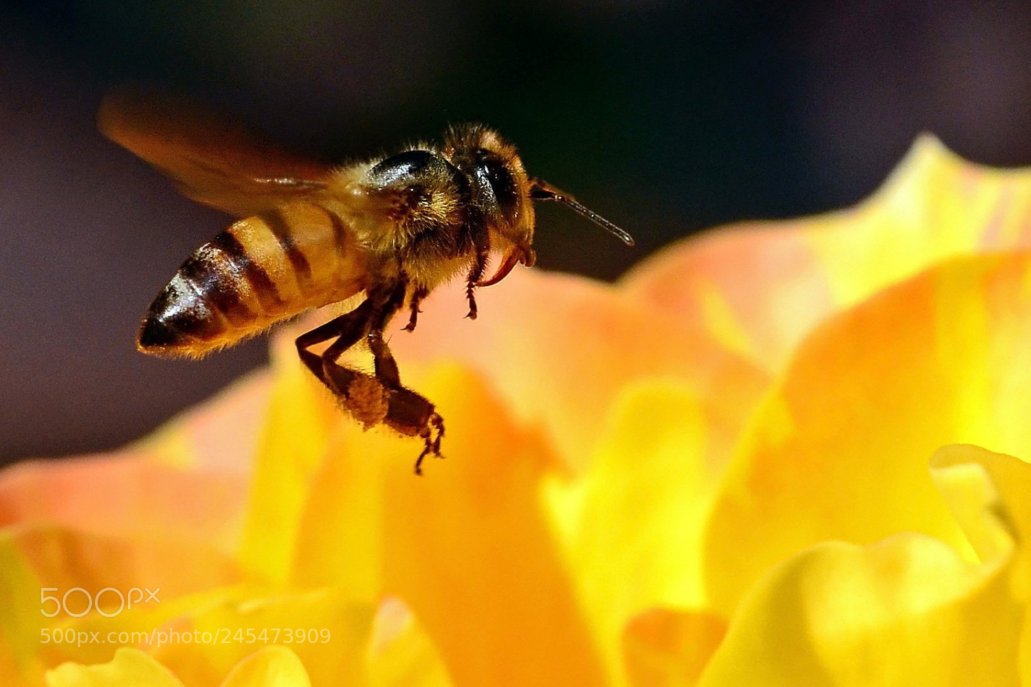Nikon D5100 sample photo. Honey bee photography