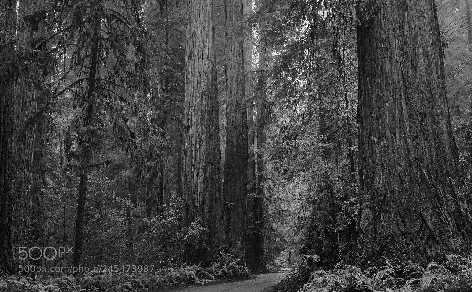 Fujifilm X100S sample photo. Fog descending on a photography