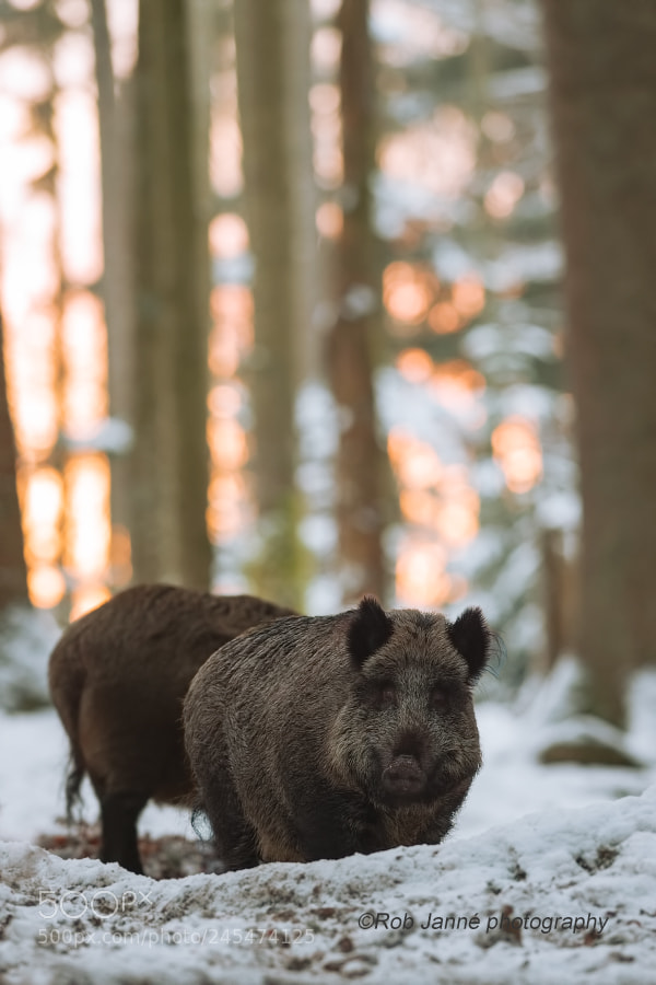 Nikon D4S sample photo. Golden light photography