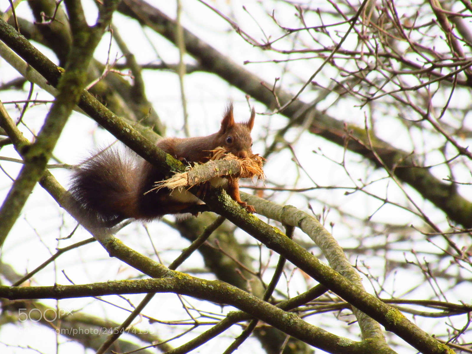 Canon PowerShot SX530 HS sample photo. Pretty squirrel photography