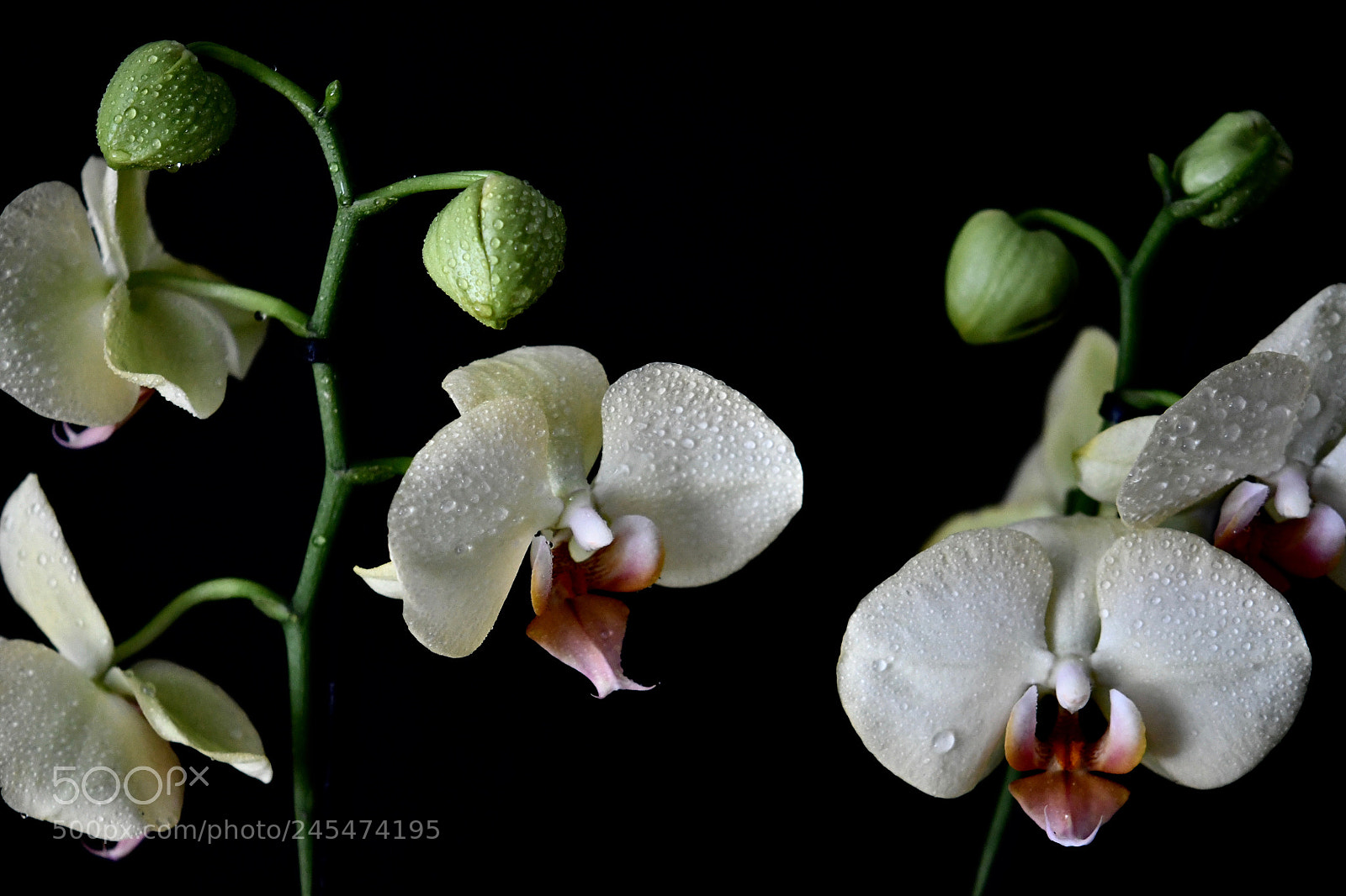 Nikon D500 sample photo. Untitled photography