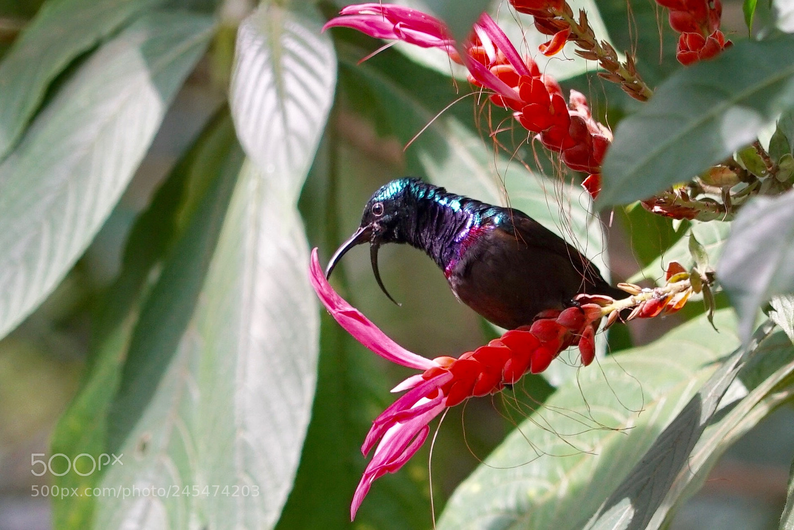 Sony a7S II sample photo. Purple sunbird, sri lanka photography
