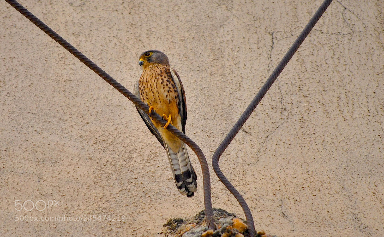 Nikon D3000 sample photo. Refined photography
