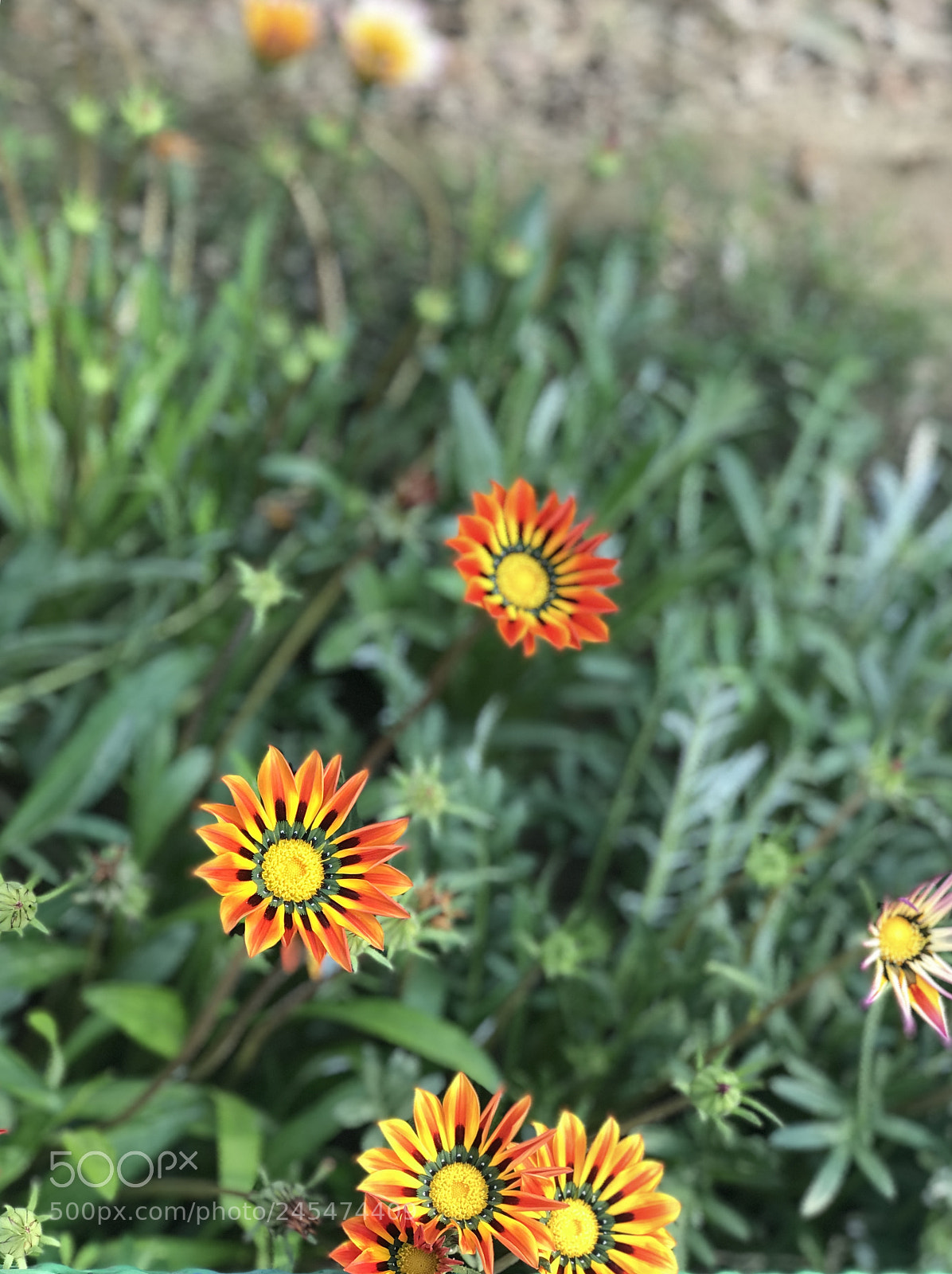 Apple iPhone 7 Plus sample photo. Untitled photography