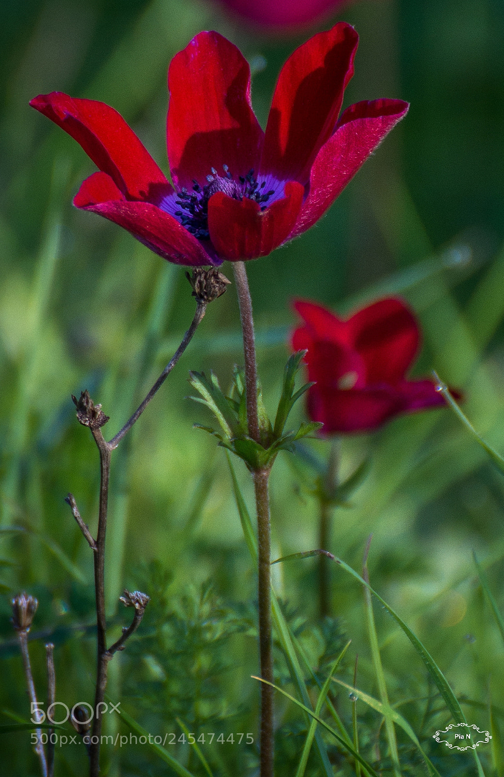 Nikon D7200 sample photo. On fire photography