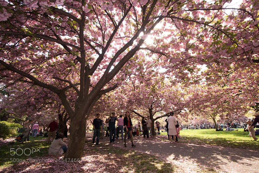 Canon EOS 20D sample photo. Brooklyn botanic garden, new photography