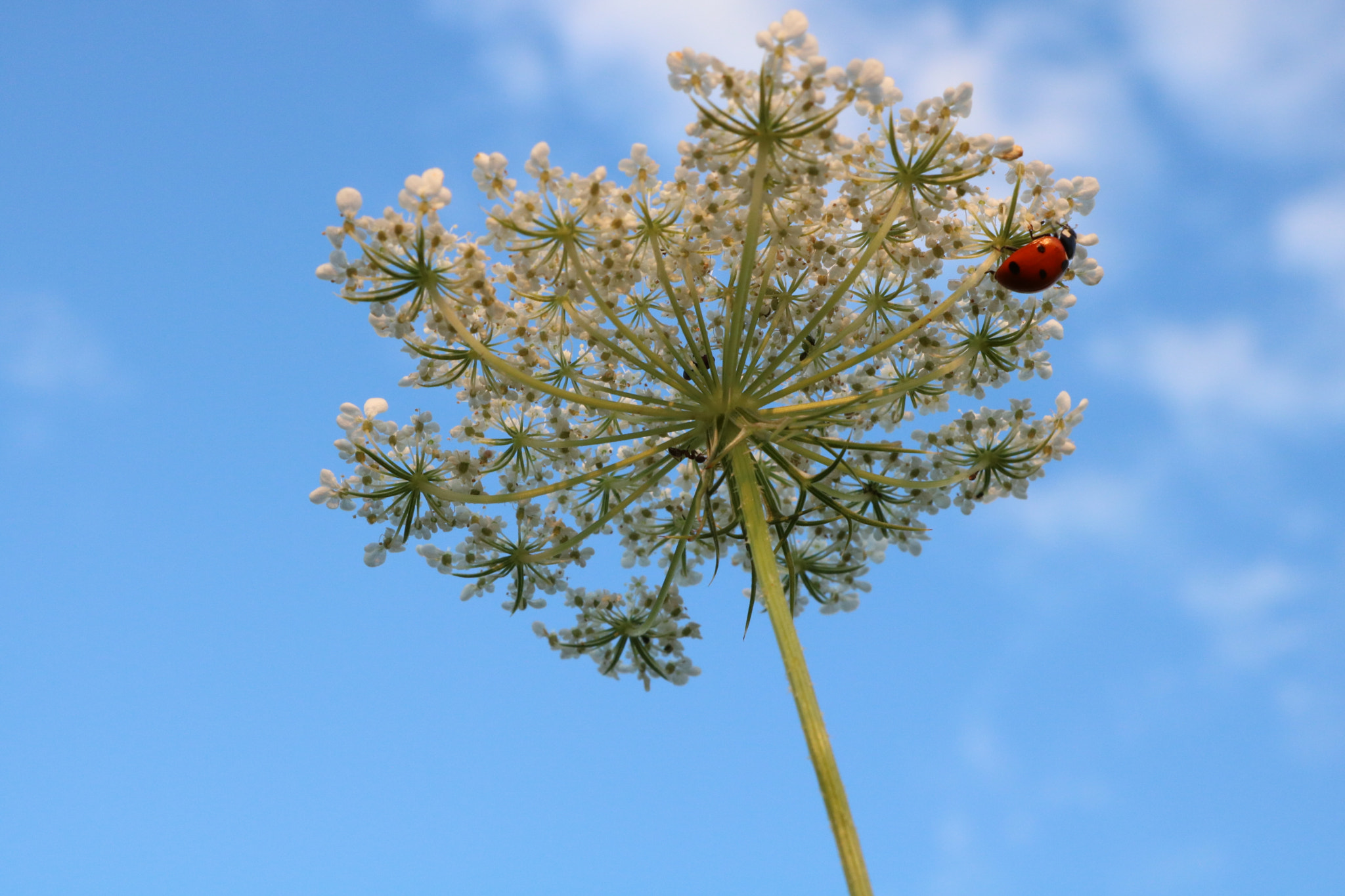 Canon EOS 750D (EOS Rebel T6i / EOS Kiss X8i) sample photo. Upward movement photography