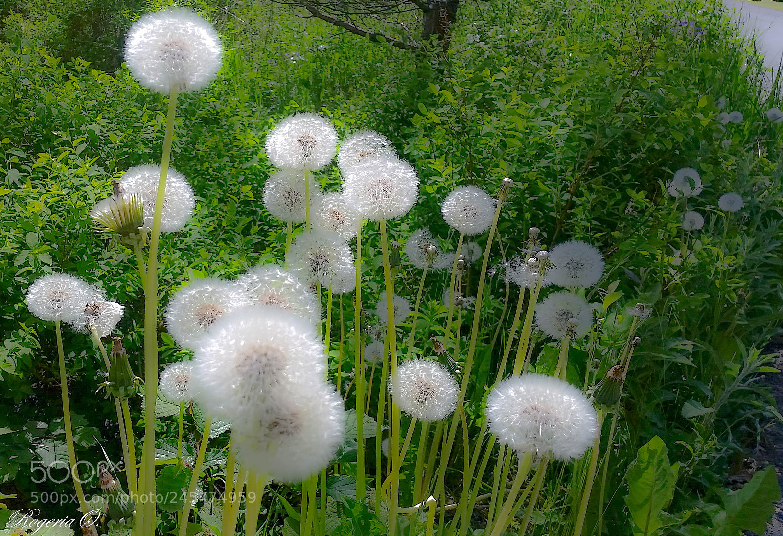 Samsung Galaxy S5 sample photo. 24.jpg photography