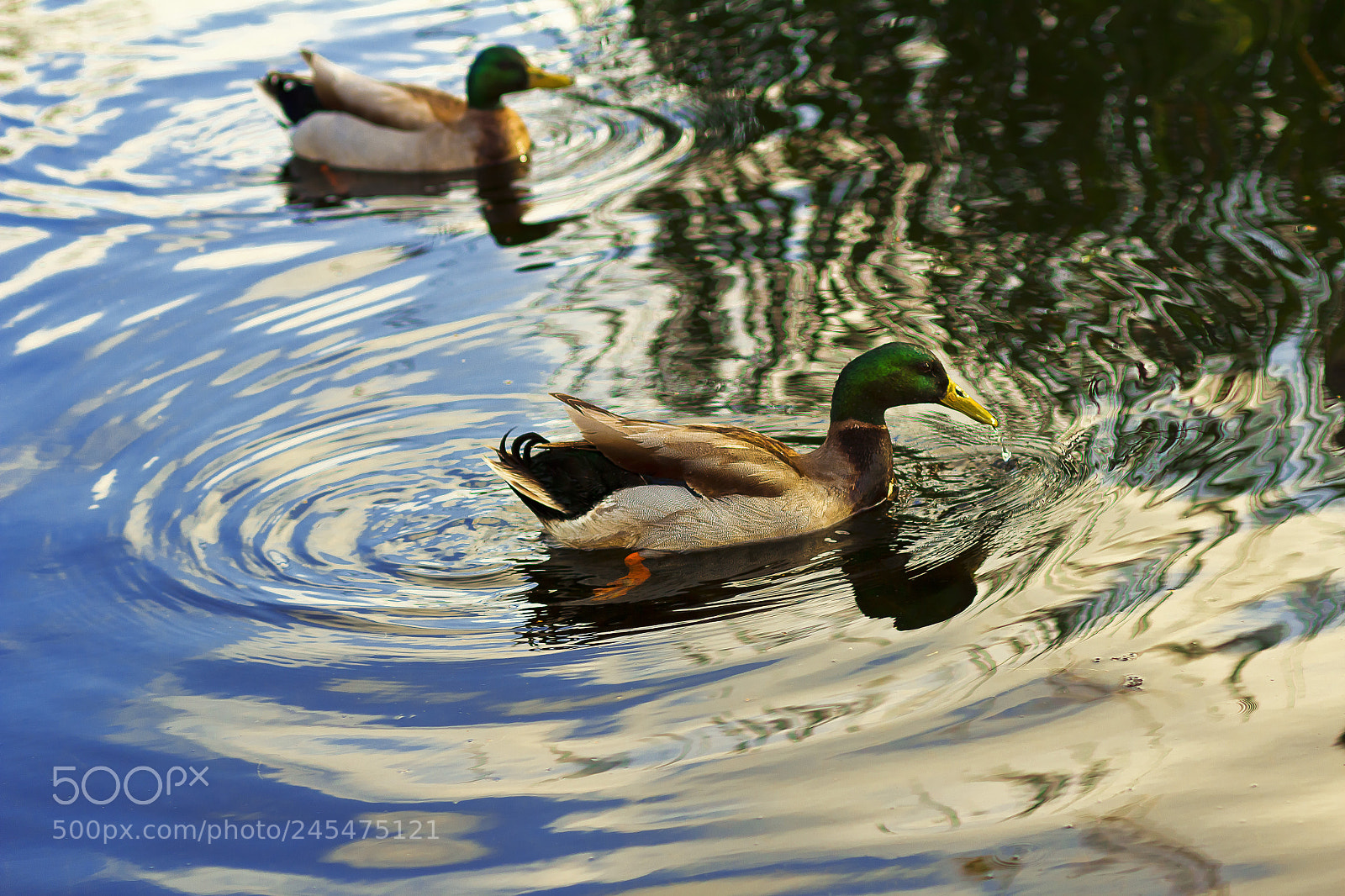 Canon EOS 600D (Rebel EOS T3i / EOS Kiss X5) sample photo. Ducks pond photography