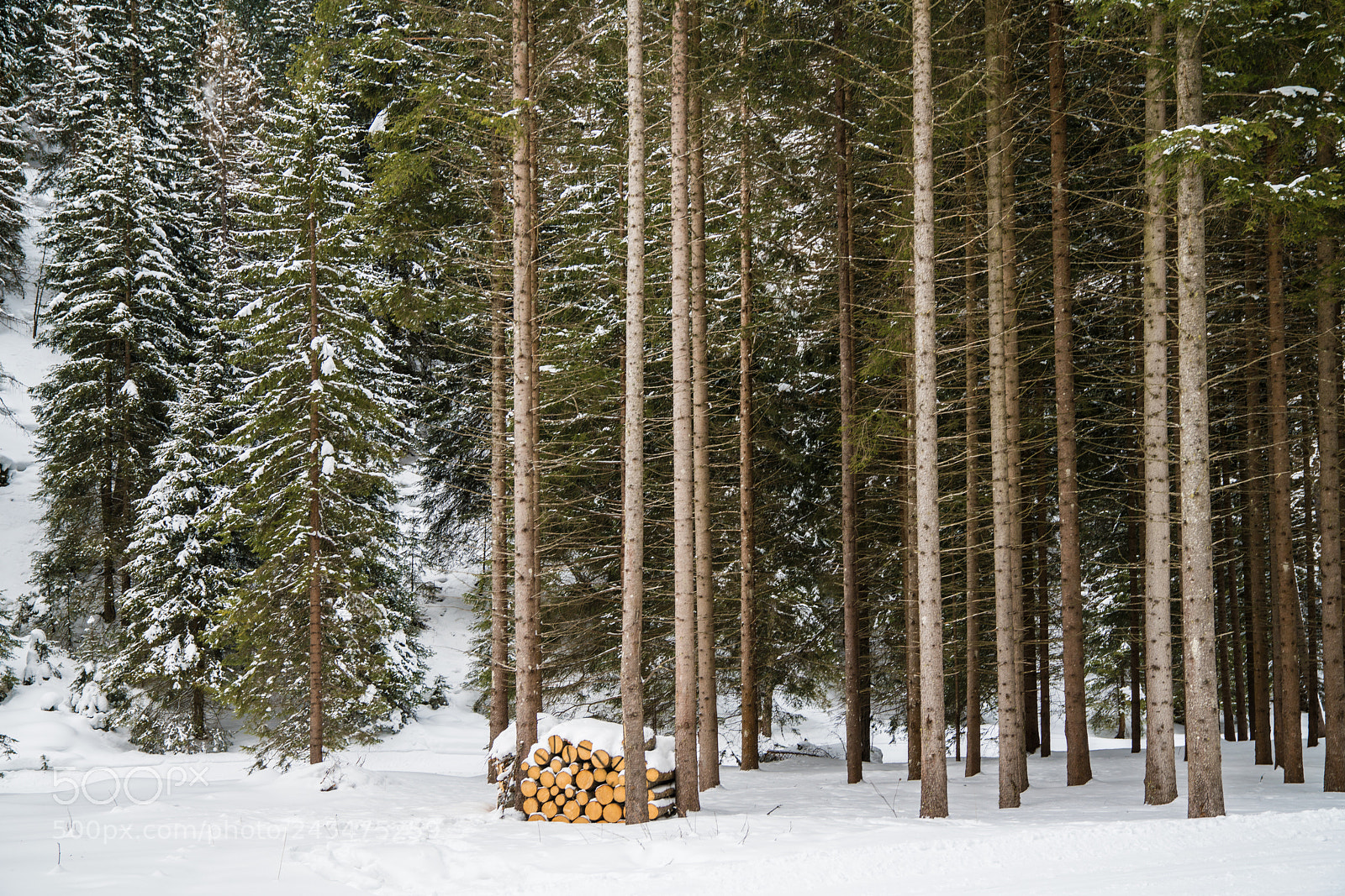 Sony a7R II sample photo. Winter woods photography