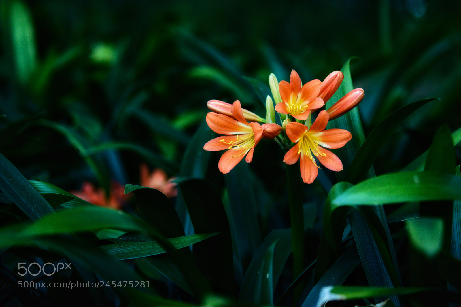 Nikon D5200 sample photo. Beauty photography