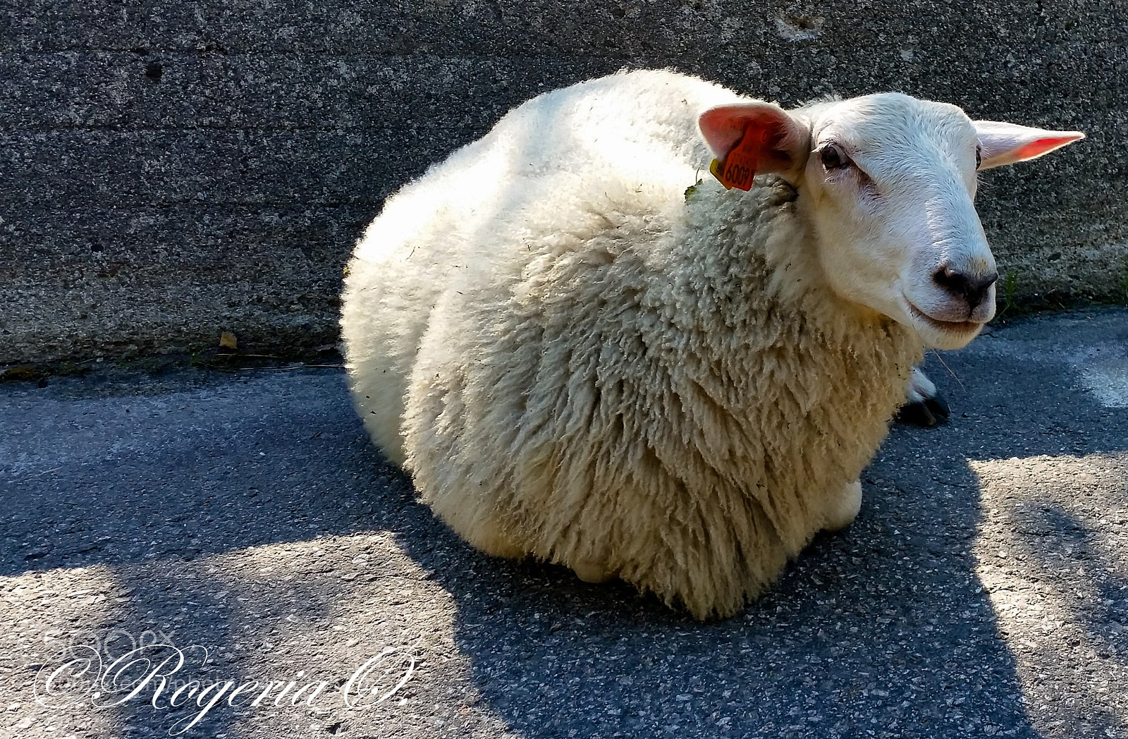 Samsung Galaxy S5 sample photo. 59.jpg photography