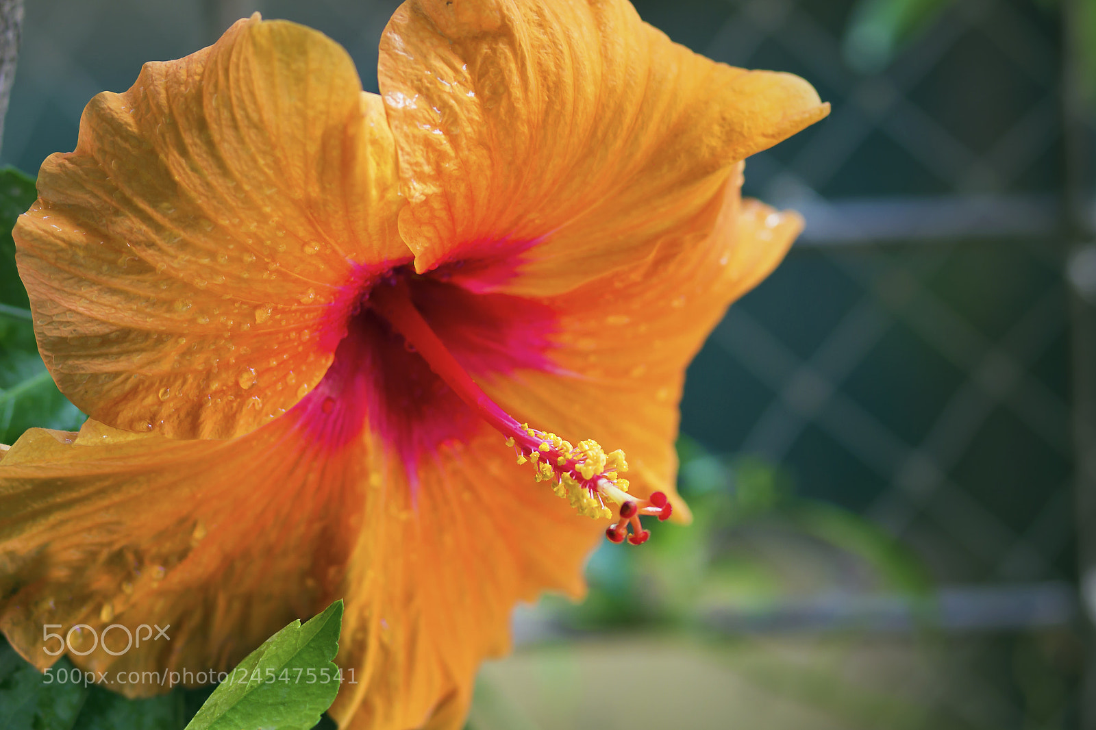 Canon EOS 60D sample photo. Hibiscus flower photography