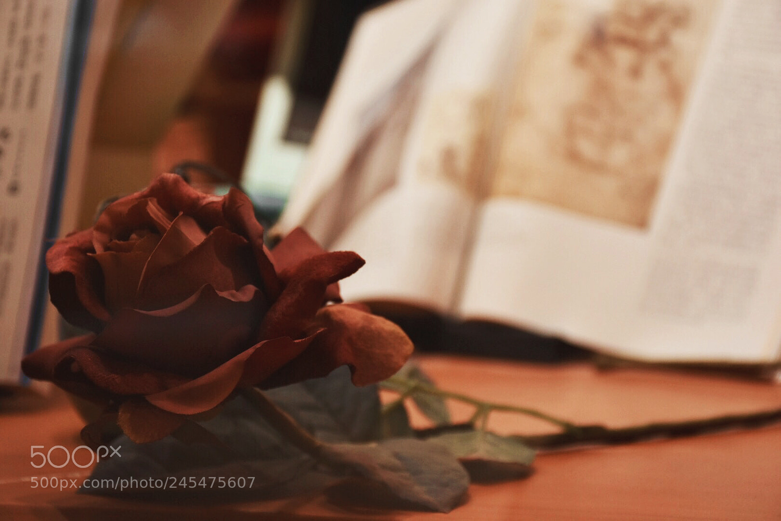 Nikon D7200 sample photo. Rose photography