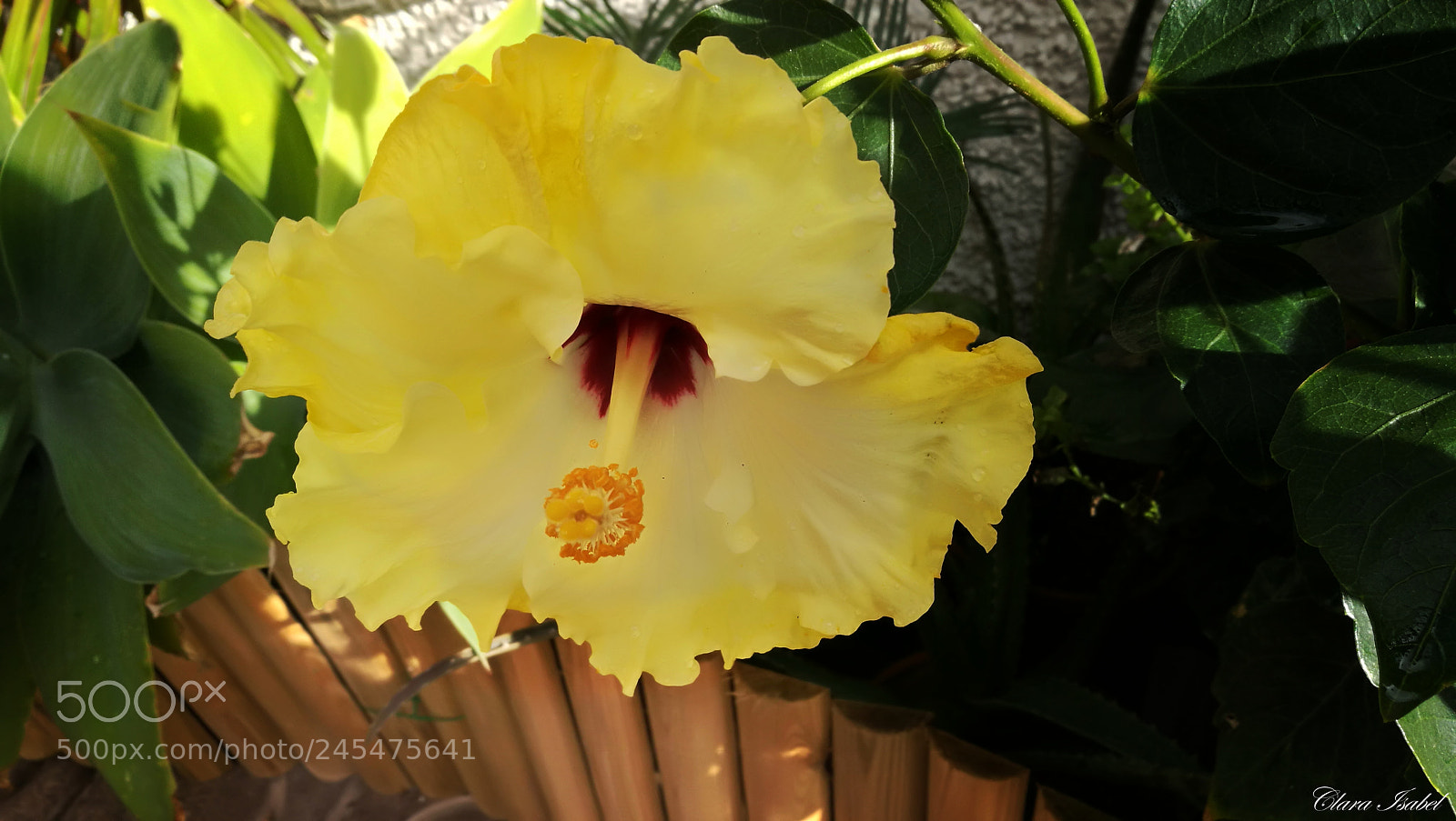 HUAWEI P9 Plus sample photo. Flor... photography