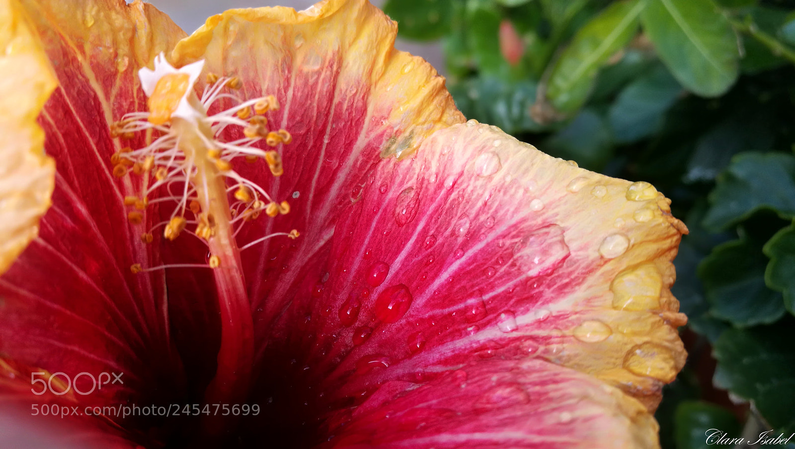 HUAWEI P9 Plus sample photo. Flor... photography