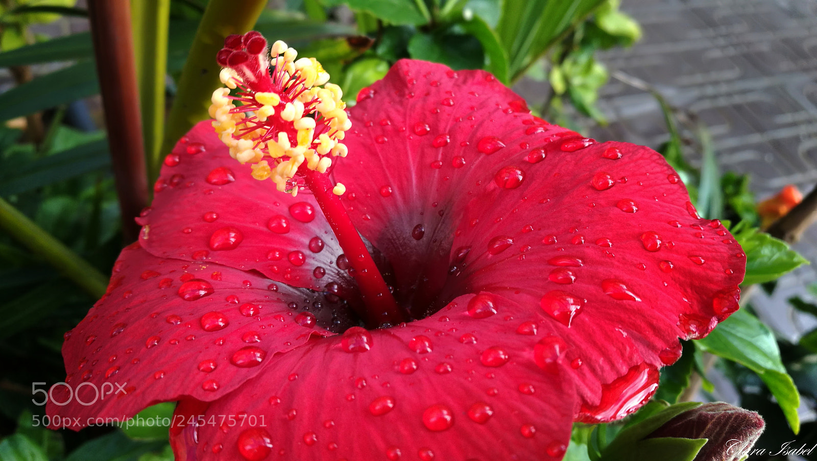 HUAWEI P9 Plus sample photo. Flor... photography