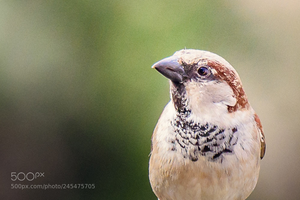 Nikon D810 sample photo. Untitled photography
