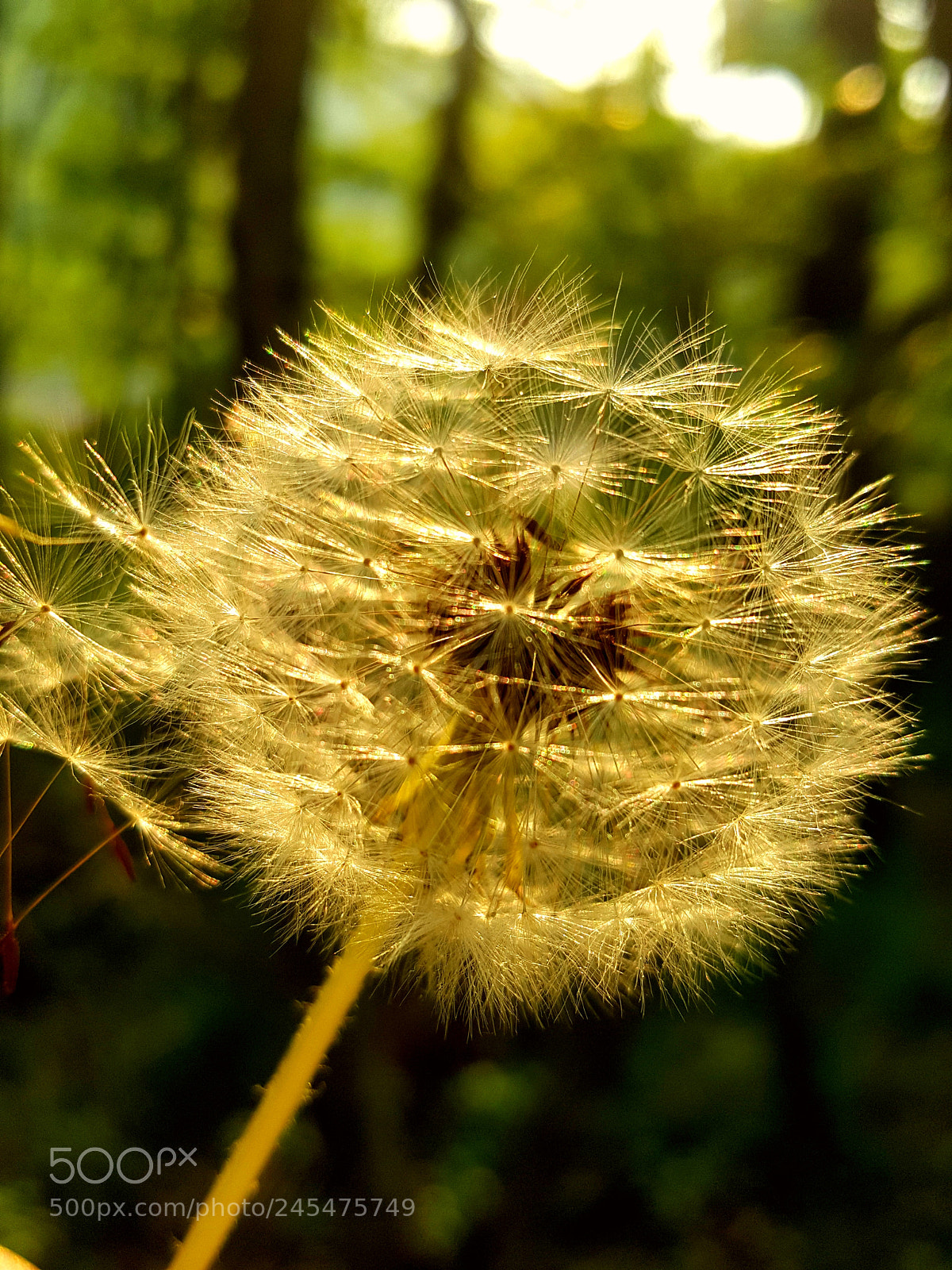 Samsung Galaxy Note5 sample photo. Golden blossom of dadelion photography