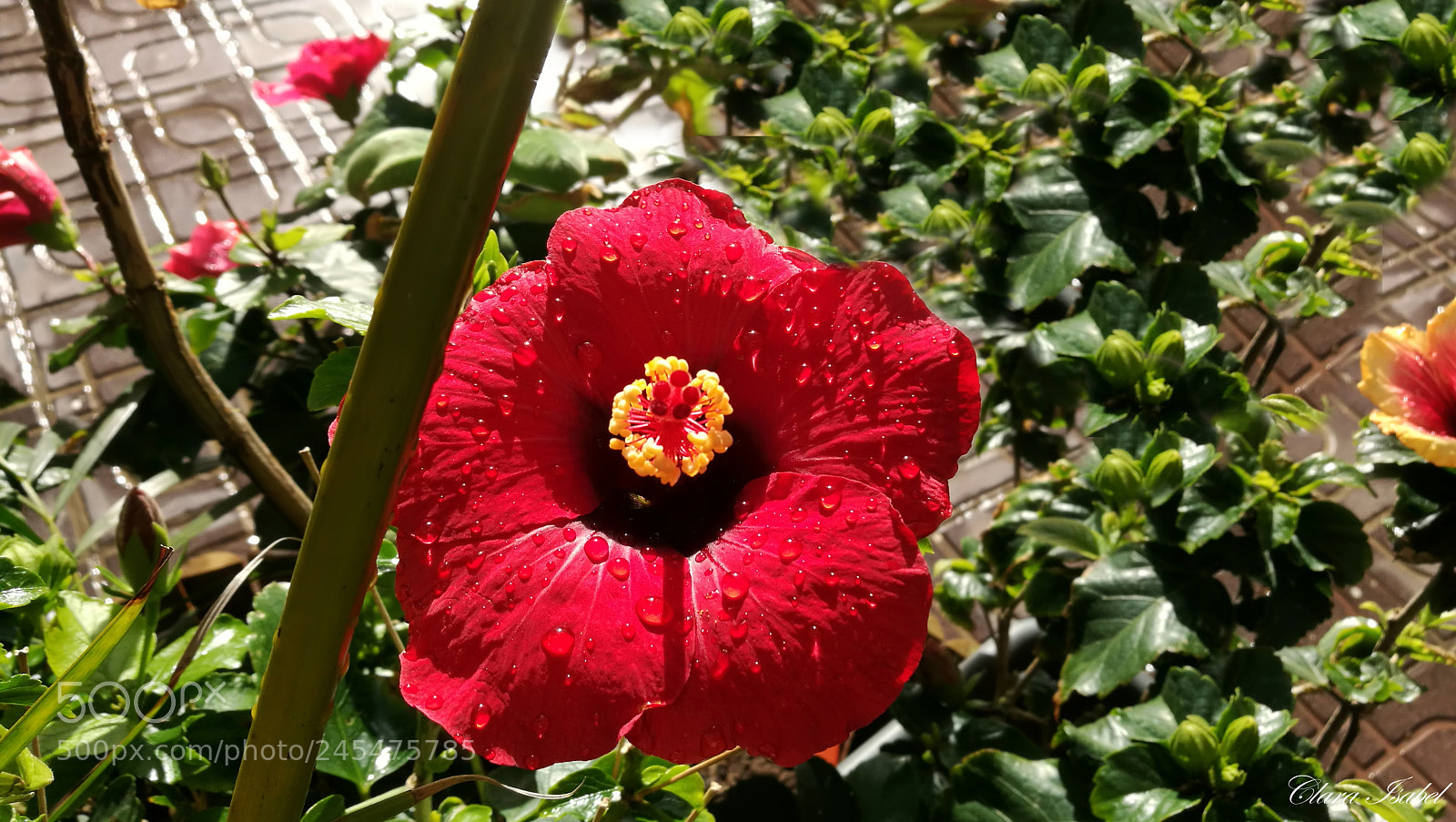 HUAWEI P9 Plus sample photo. Flor... photography