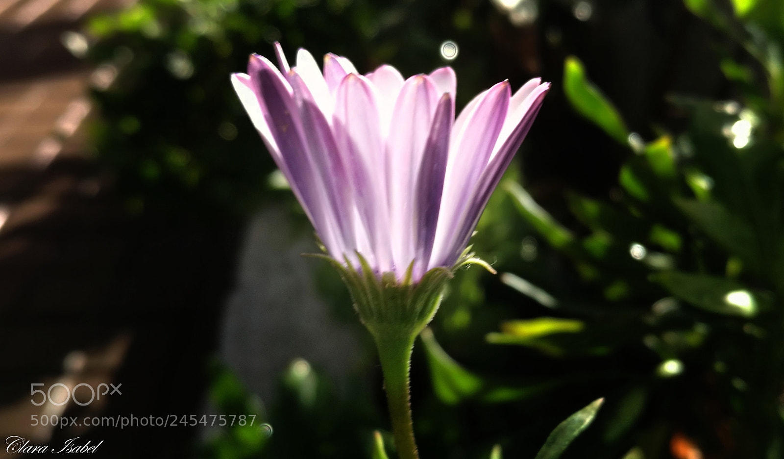 HUAWEI P9 Plus sample photo. Flor... photography