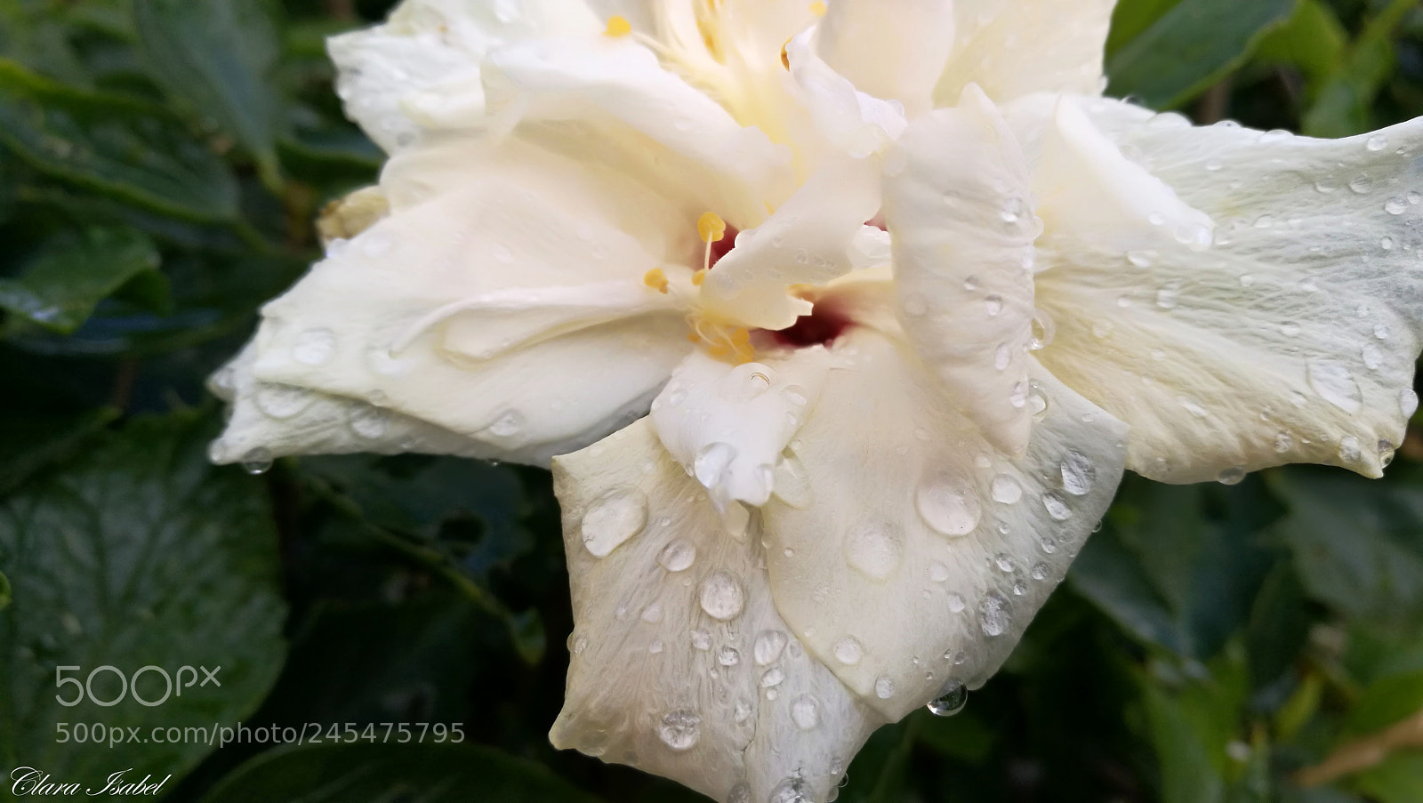 HUAWEI P9 Plus sample photo. Flor... photography