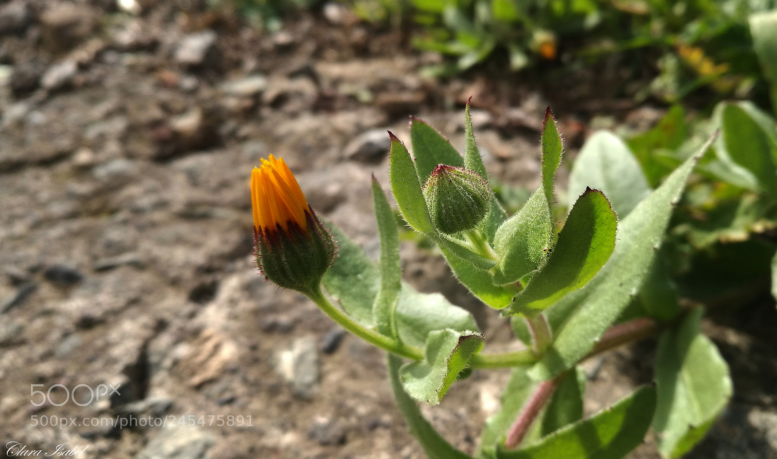 HUAWEI P9 Plus sample photo. Flor... photography