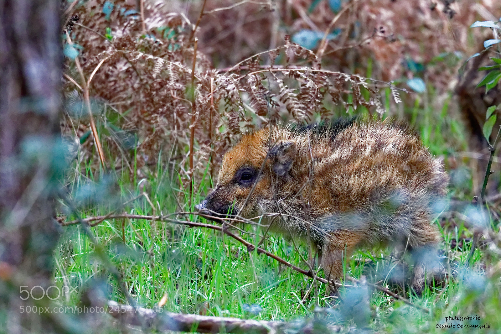 Canon EOS 7D Mark II sample photo. La rencontre sauvage marcassin photography
