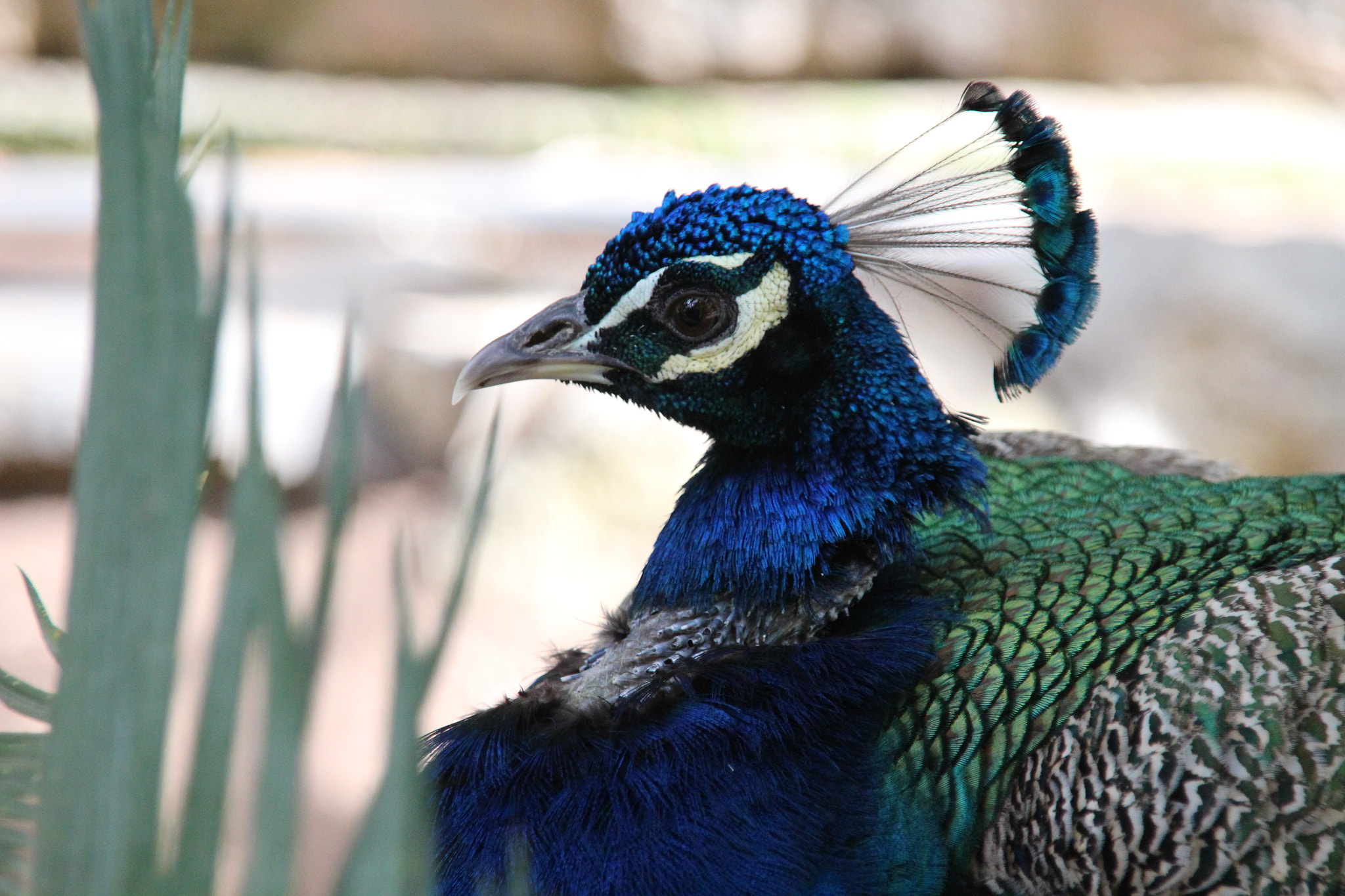 Canon EOS 700D (EOS Rebel T5i / EOS Kiss X7i) + Sigma 18-200mm f/3.5-6.3 DC OS sample photo. The proud peacock. photography
