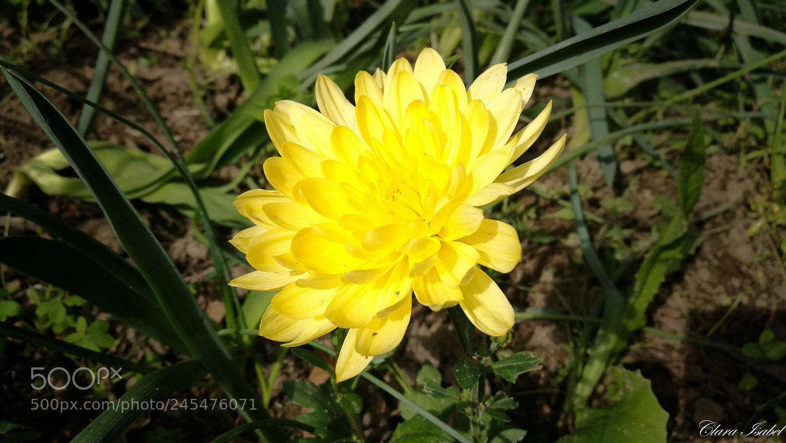 HUAWEI P9 Plus sample photo. Flor... photography