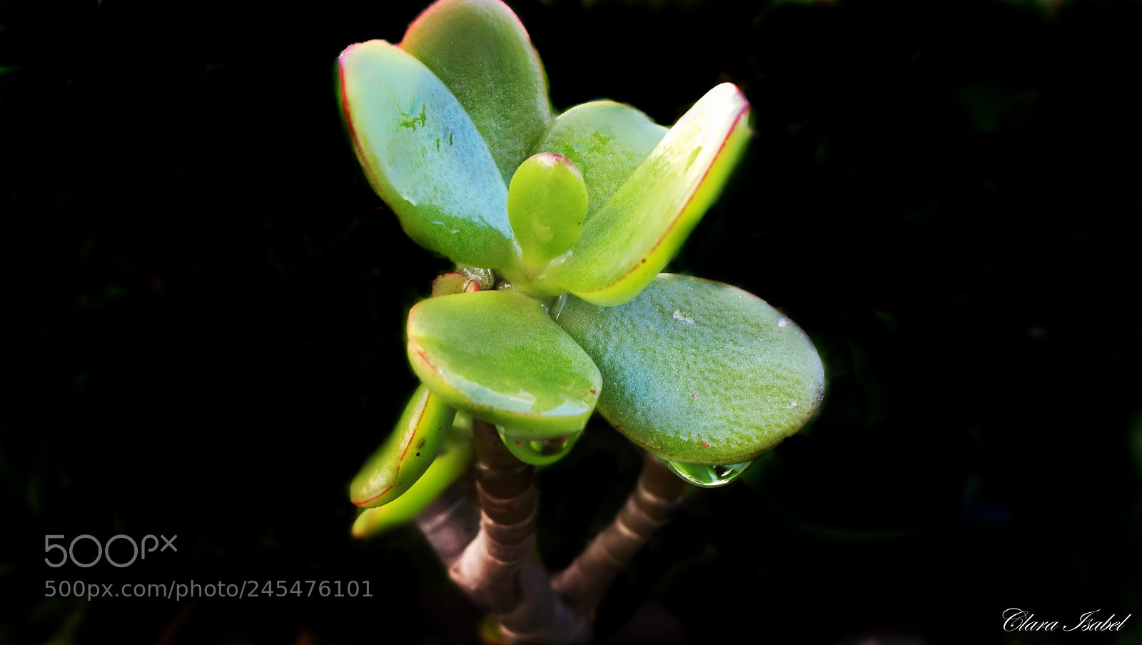 HUAWEI P9 Plus sample photo. ... photography