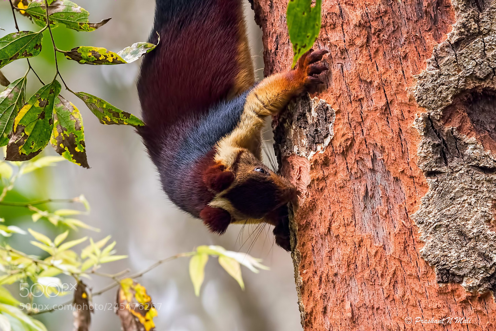 Canon EOS 7D Mark II sample photo. Malabar giant squirrel. photography